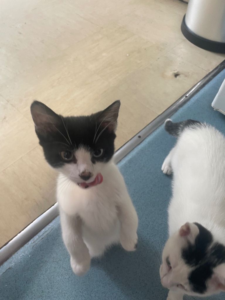2 kittens looking for forever home 