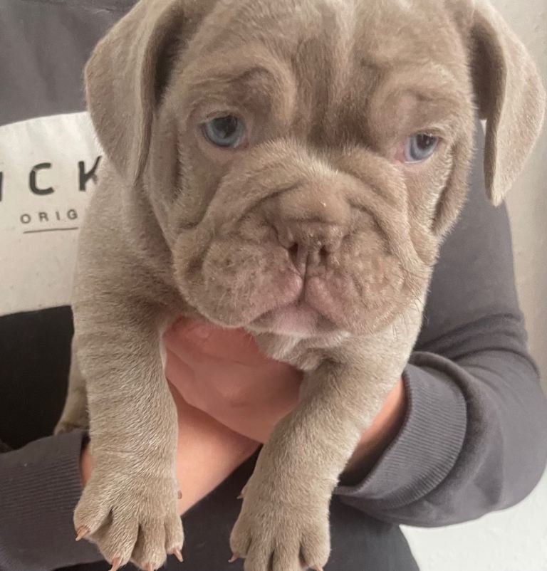 Frenglish puppies 