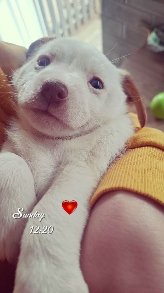 Jack russell puppies 