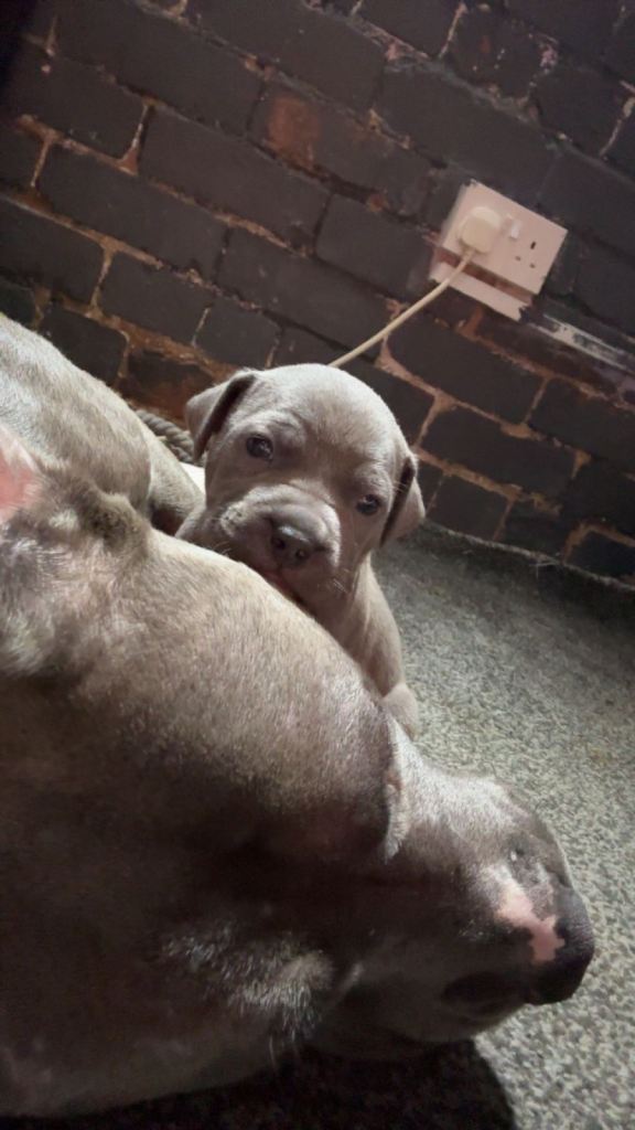 pure Staffordshire bull terriers 4 left 