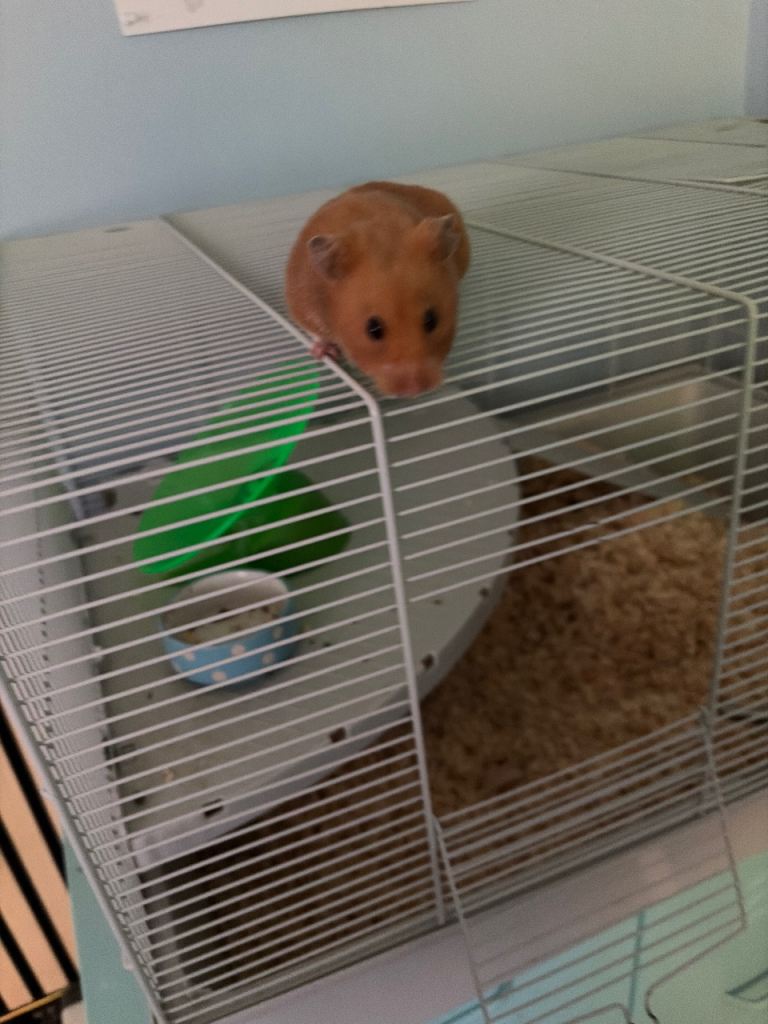 Hamster 