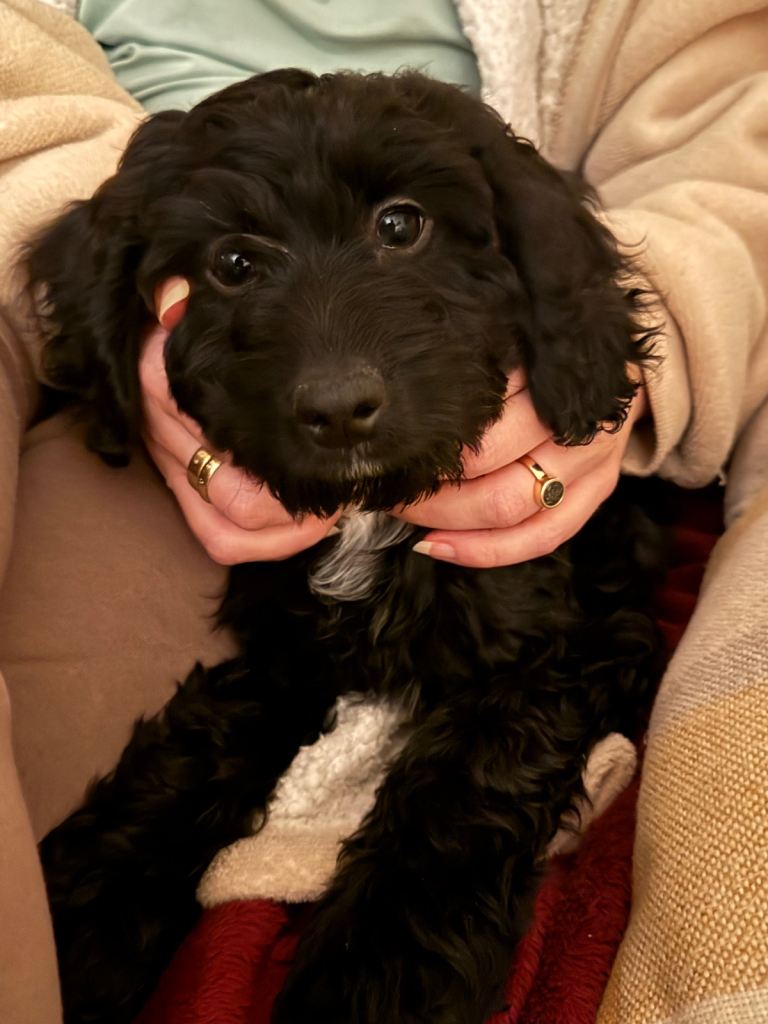   F1B Cockapoo puppy