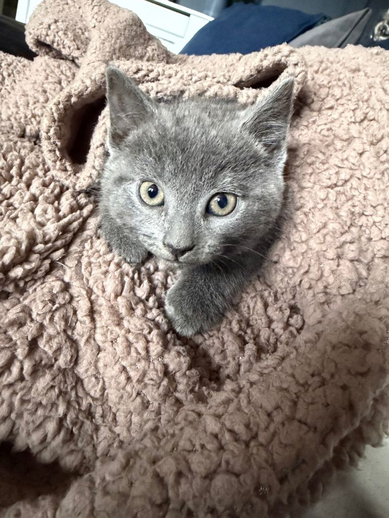 Russian blue female kitten 