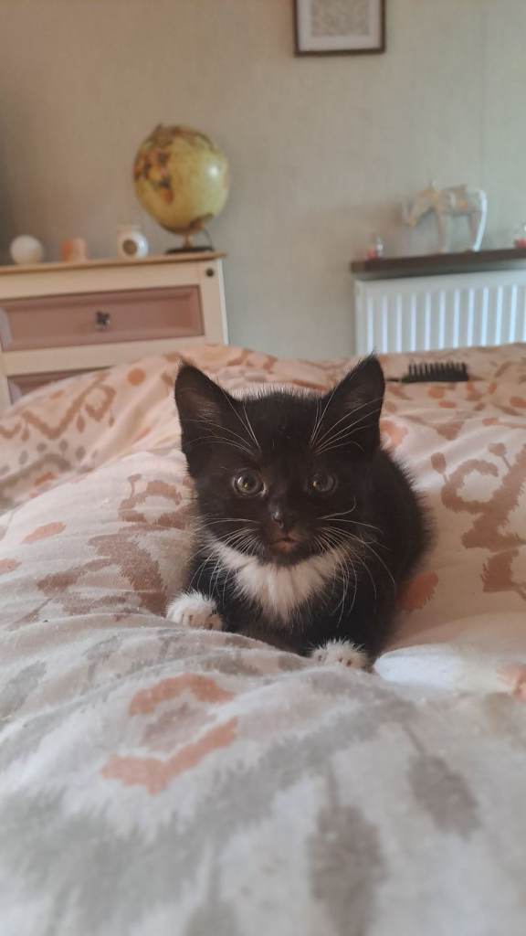Kitten for sale