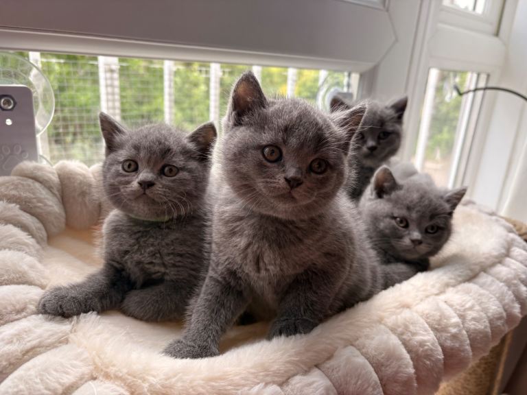 Chunky British Shorthair Kittens 🩵 