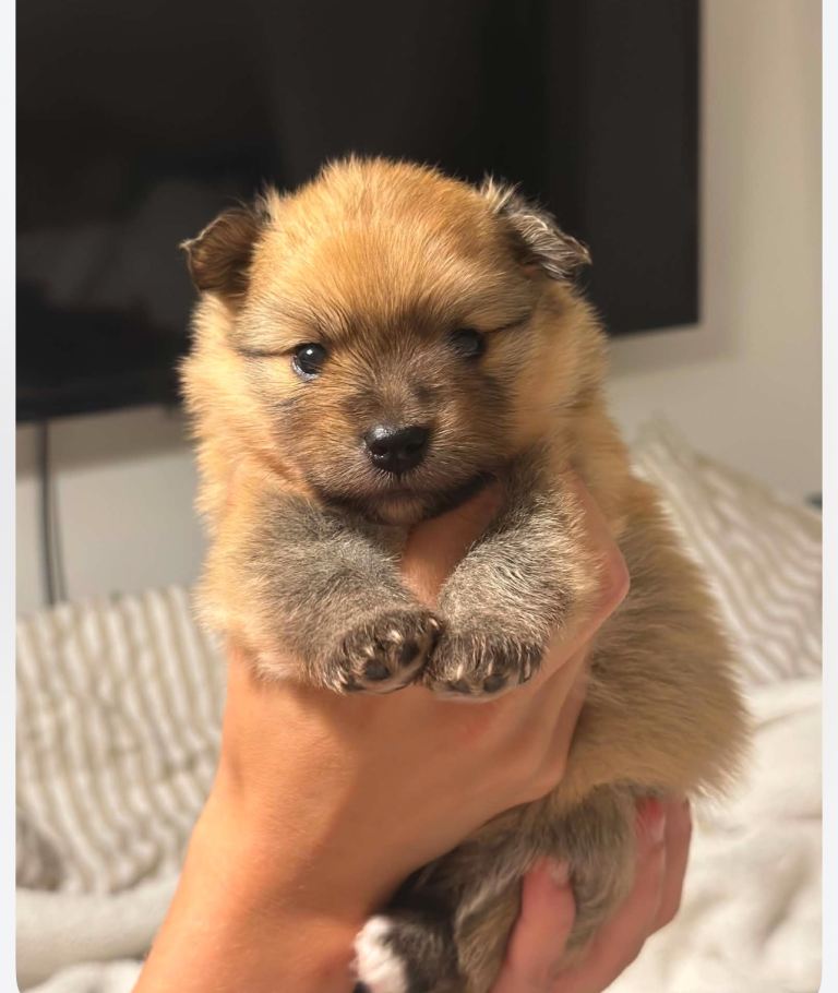 Pomerian puppys 