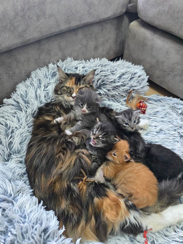 Tica Pedigree Maine Coon Kittens Ready Aug