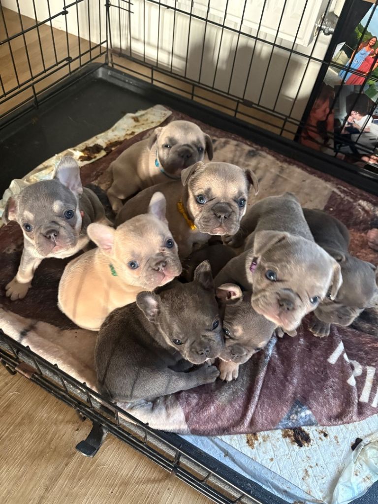 French bulldog puppies only 4 left 