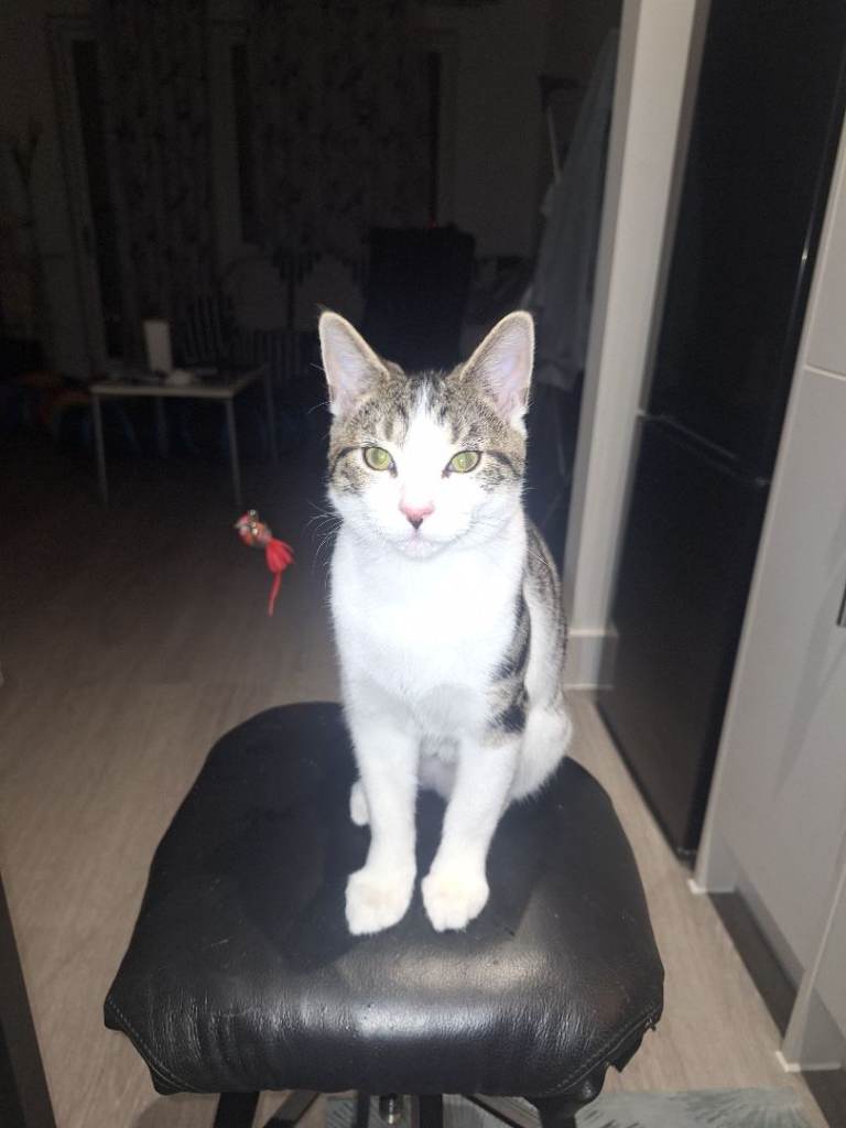 6 months old male cat