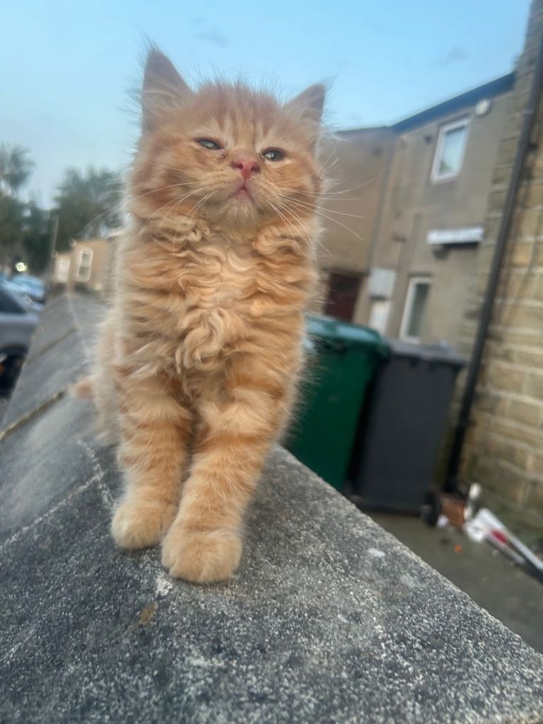 Kitten kittens 