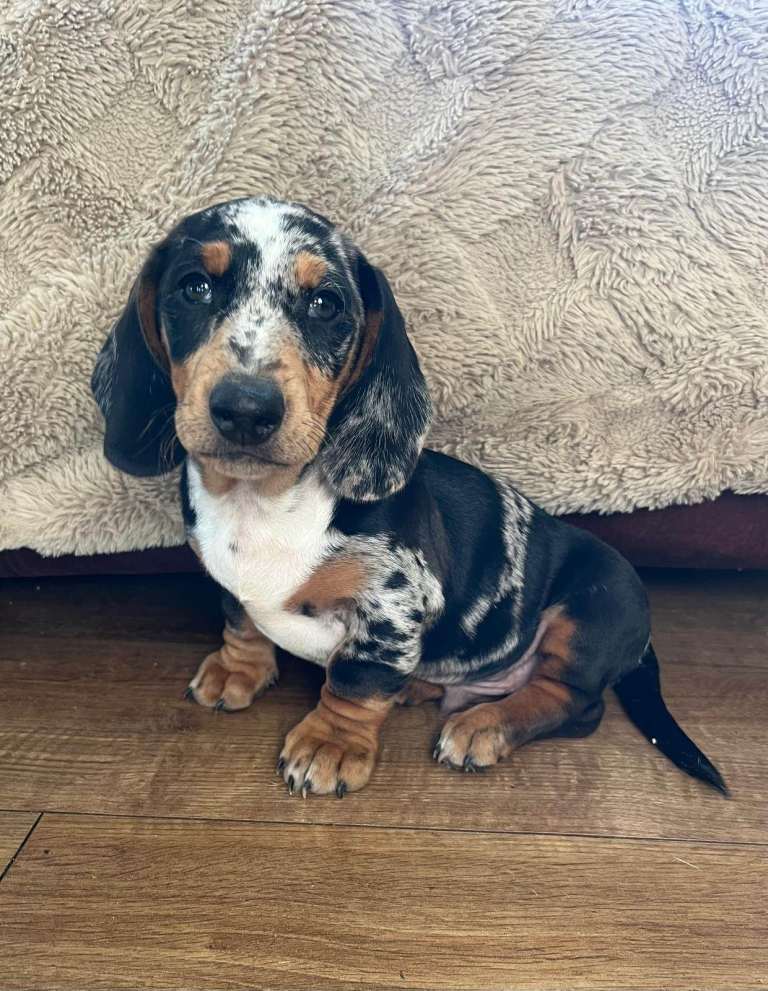 2 Stunning KC registered Miniature Dachshund 