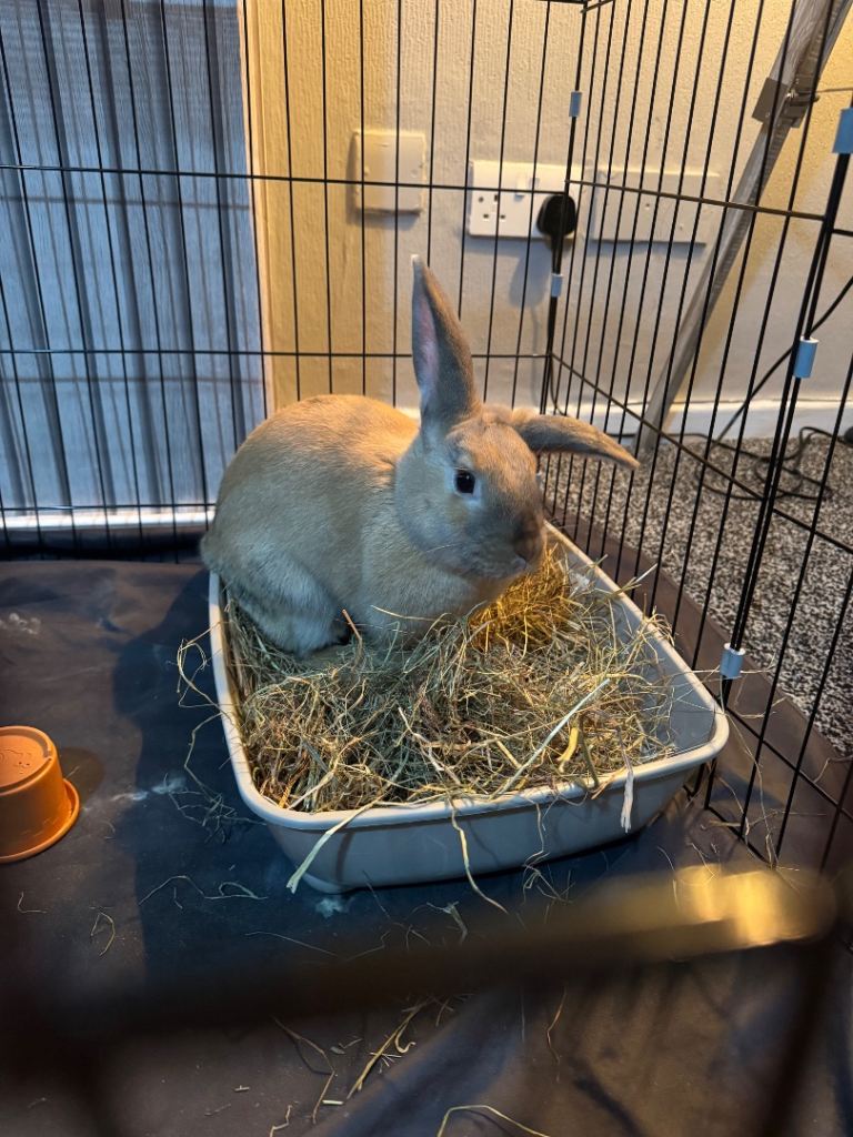 Rabbit rehome
