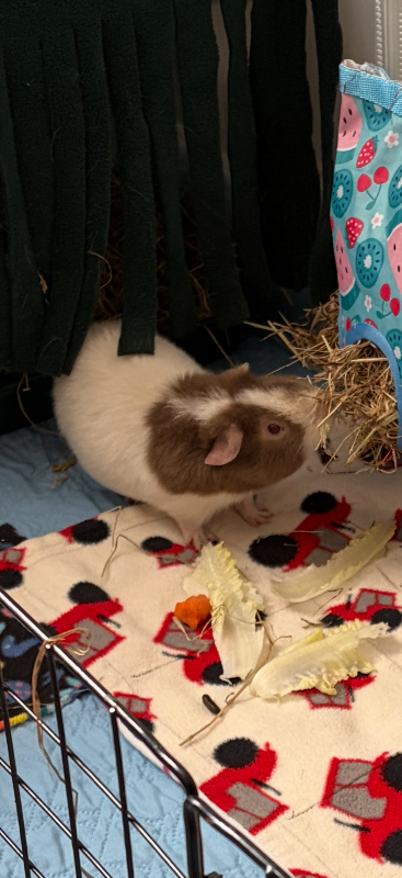 Guinea pig boar (Teddy)