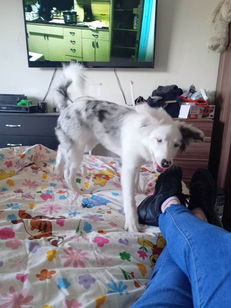 Special home need for blind and deaf dog