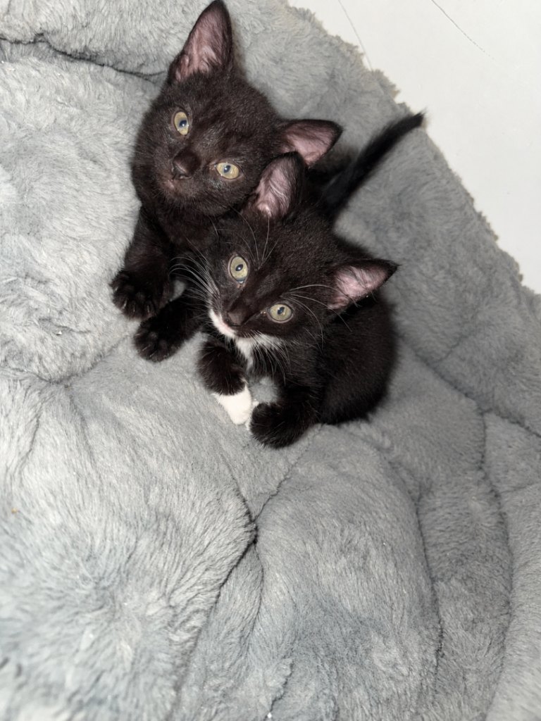 2 black/ black and white kittens for sale 