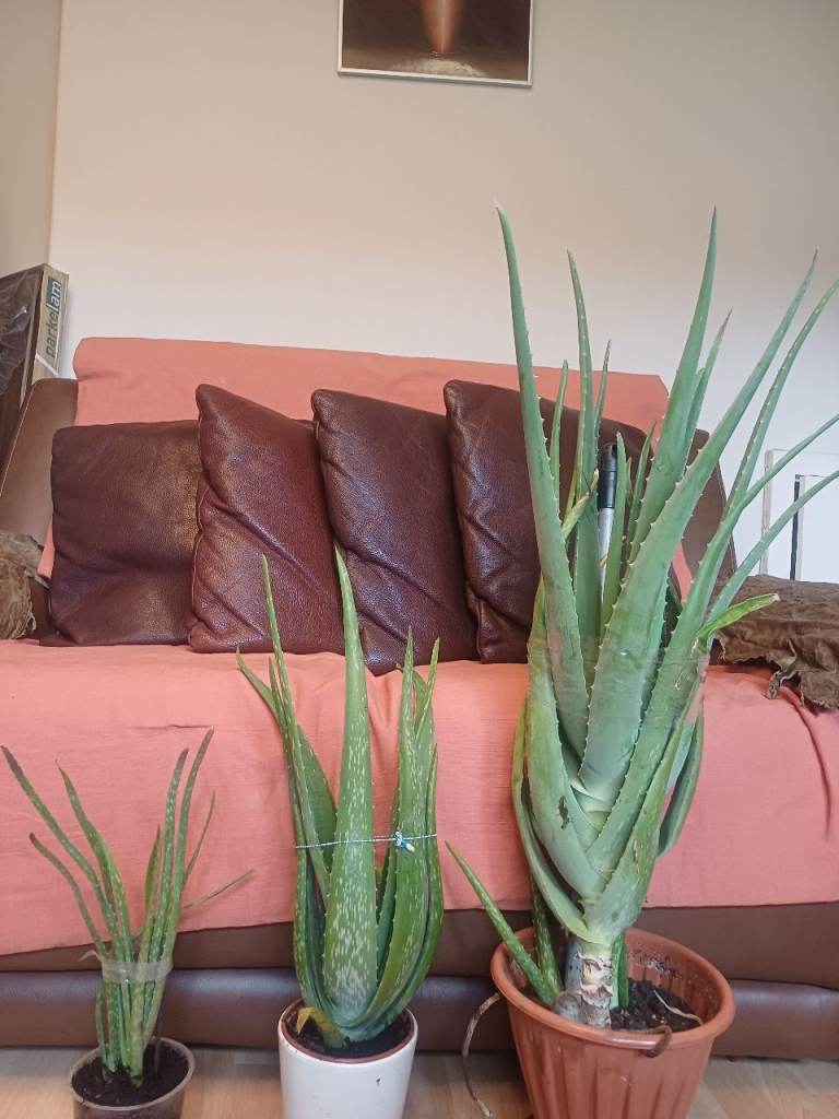 Aloe vera plants for sale 