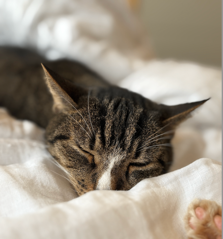 We Need a Loving Home for Little Jimmy! 