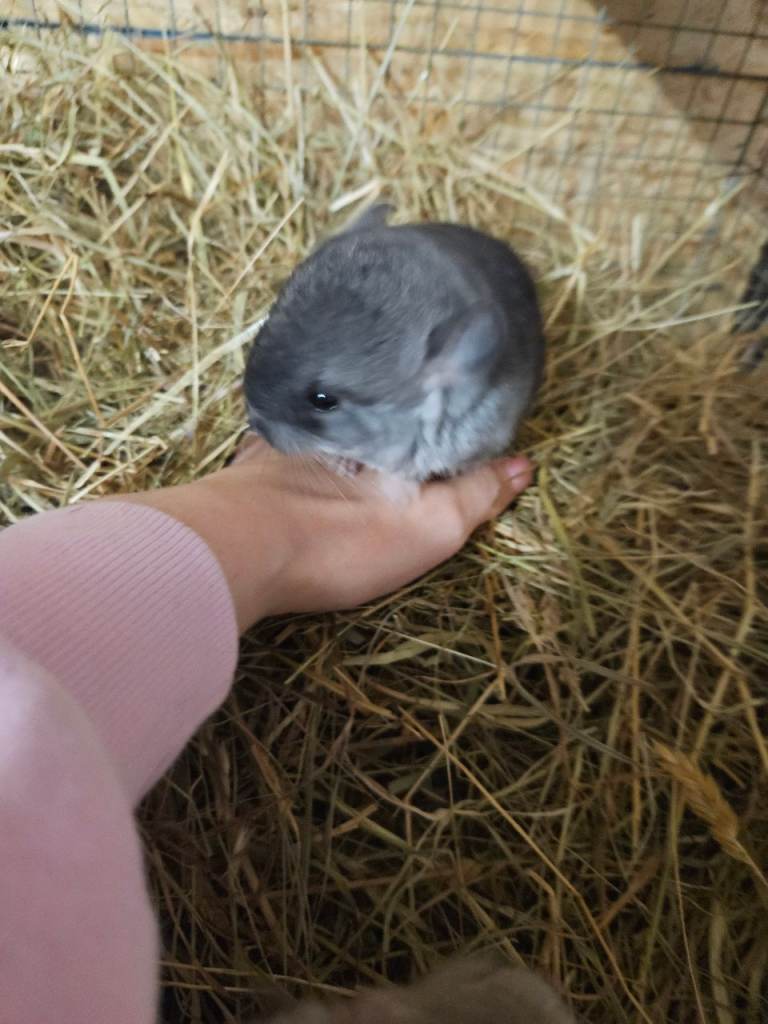 Bkack velvet female chinchilla 