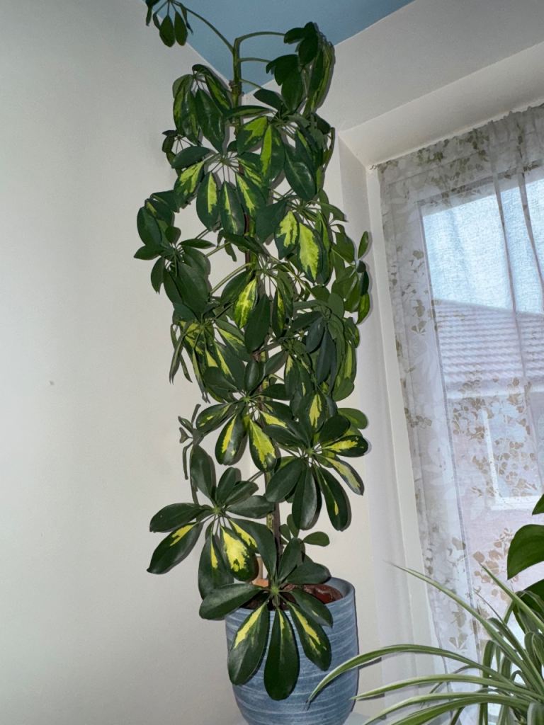 image for Umbrella Tree - Schefflera houseplant 