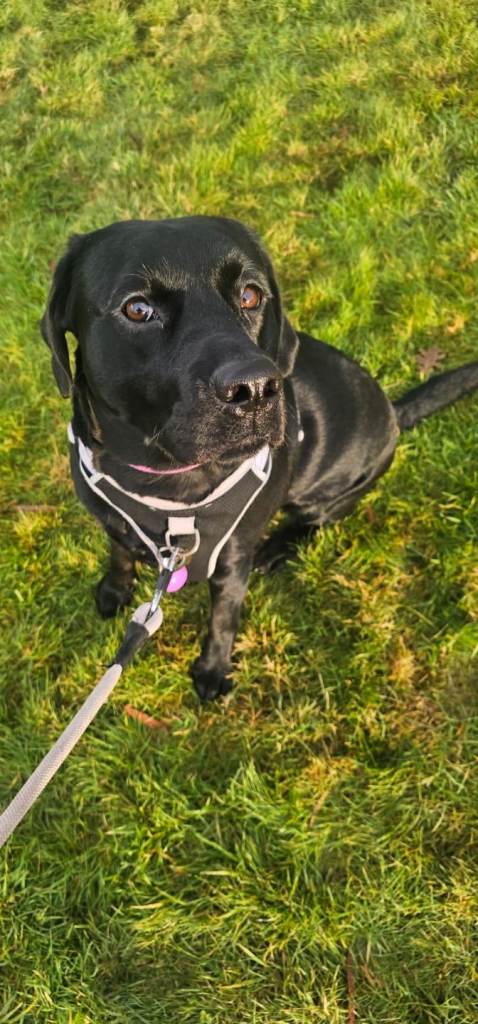 Labrador 
