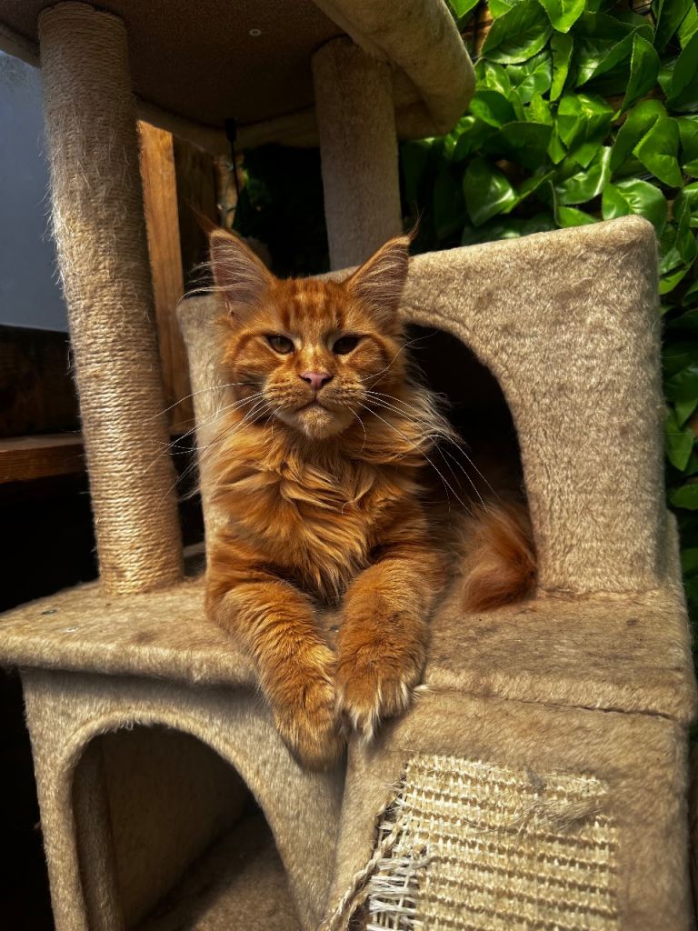 Russian pedigree maine coon kittens