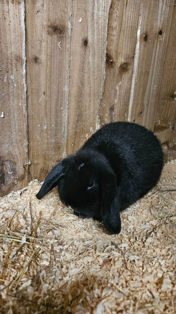 Teddy/lops