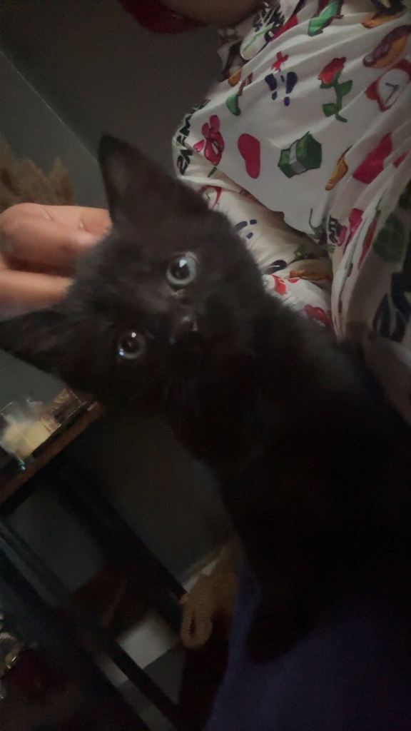 Fully Black Kitten
