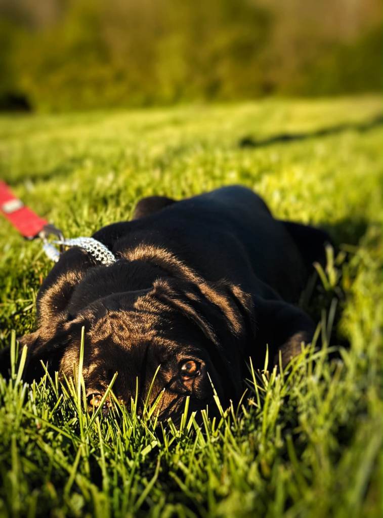 Cane Corso FEMALE puppies ICCF READY TO LEAVE! fully health tested parents