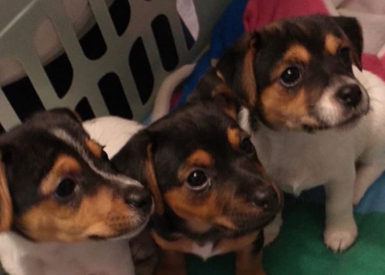 Beautiful Miniature Jack Russell Puppies 