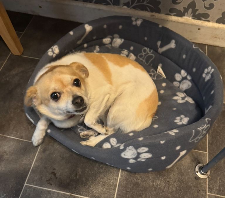 Chihuahua Cross jack Russell 