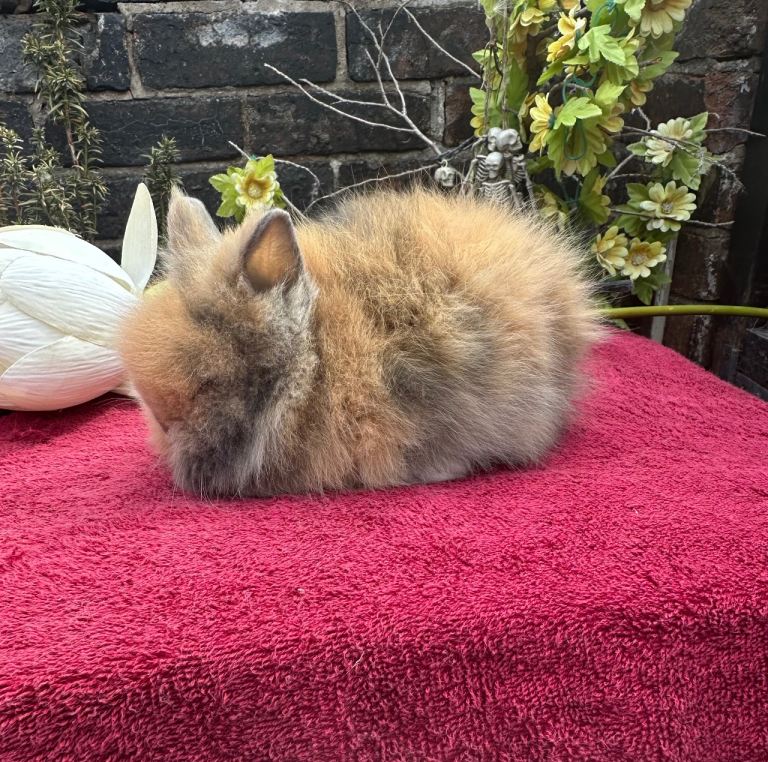 Lionhead Baby Rabbits 