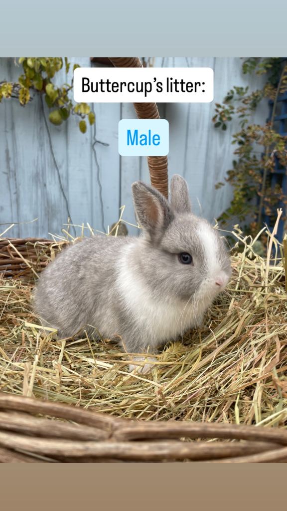 Netherland Dwarf Baby Rabbits