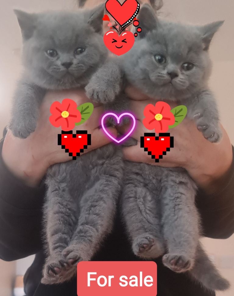 Full British short hair kittens