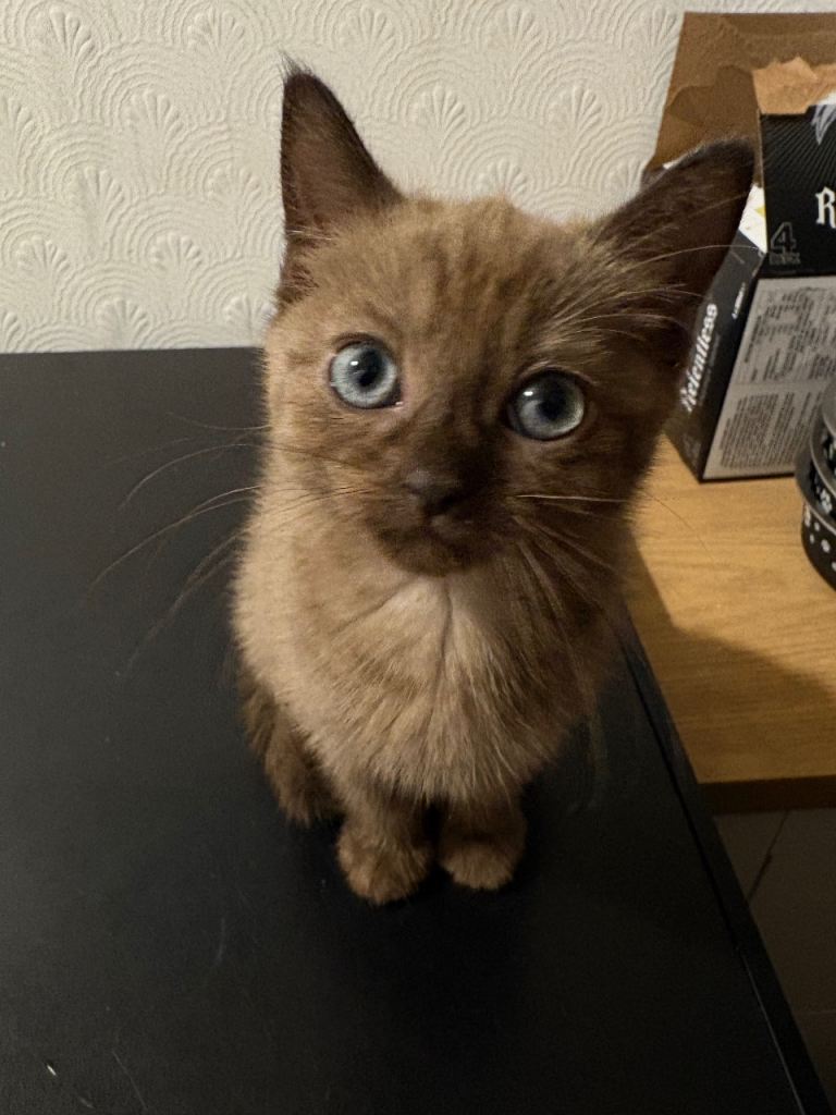 Kittens for sale