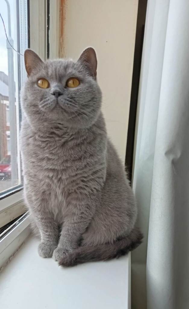 Lilac British Shorthair Female