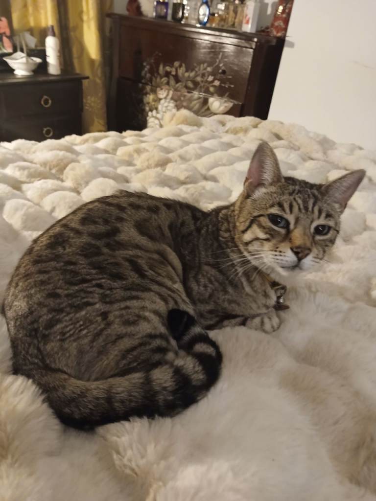 Pedigree Bengal male cat