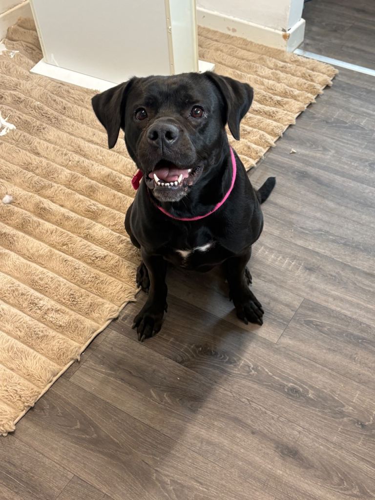 boerboel crossed with labrador
