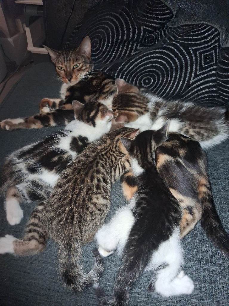 Mixed bengal kittens