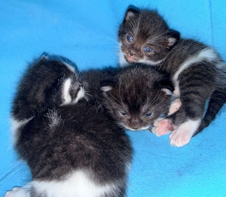 2 black & white kittens available