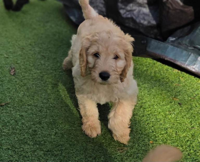 🐾 Beautiful Apricot Standard F3 Labradoodle Boy Vaccinated & Toilet Trained Partly
