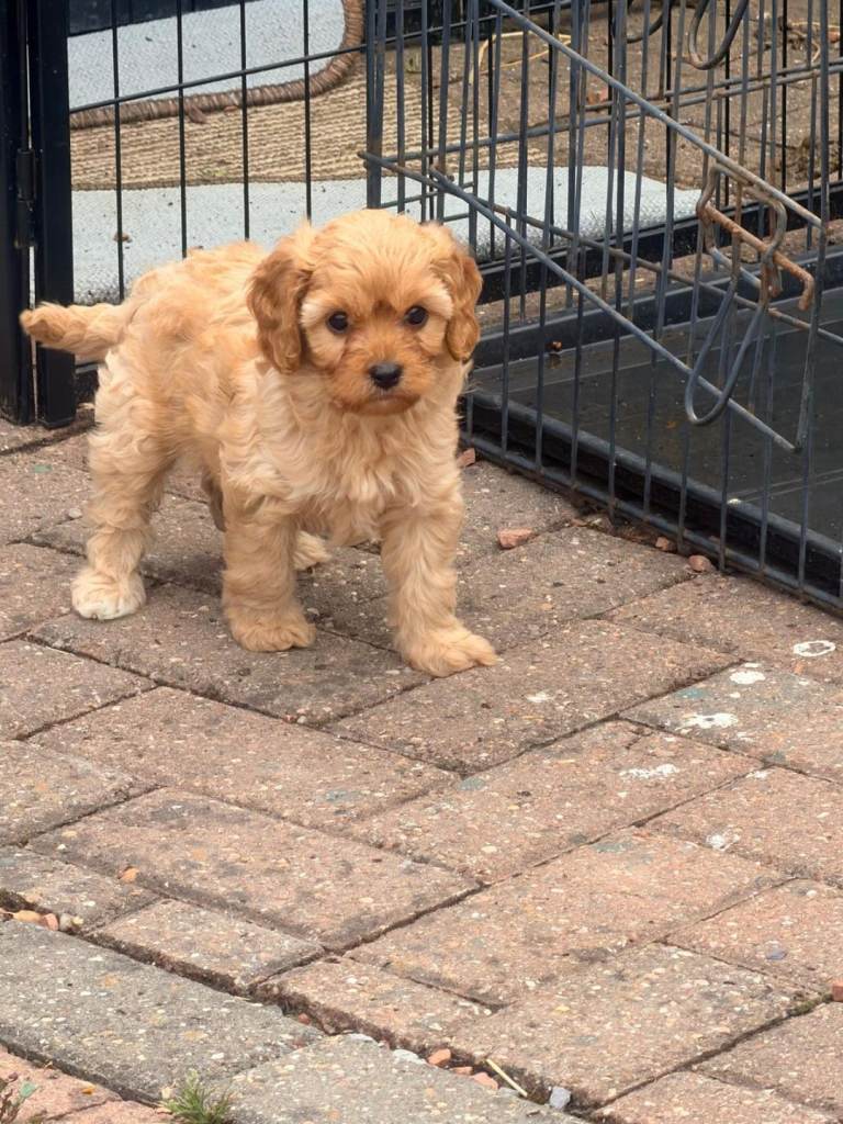 Cavapoo puppies 