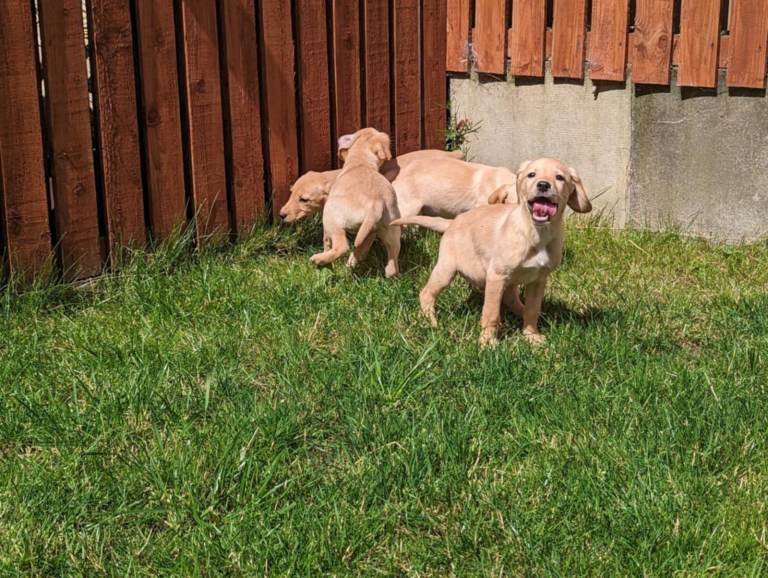 Labrador Puppies