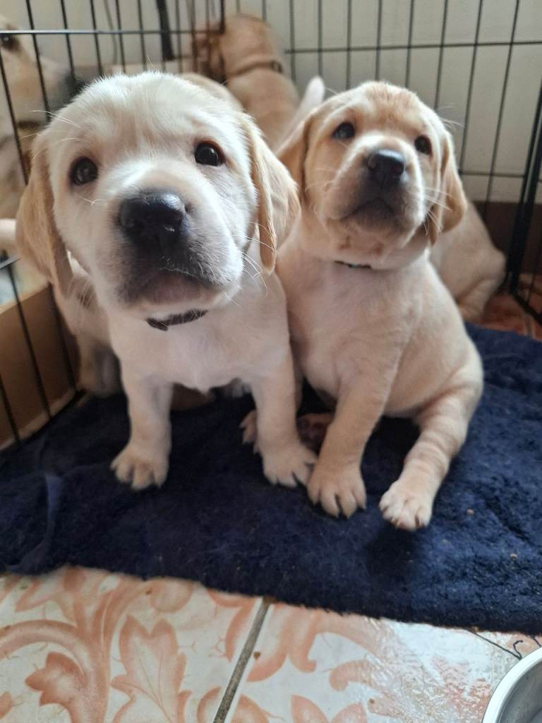 Beautiful Kennel Club Registered Labrador Puppies
