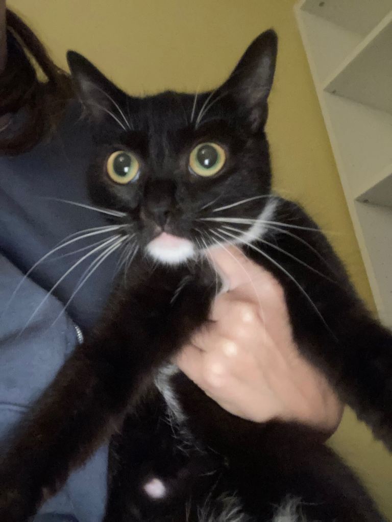 Looking For New Forever Homes