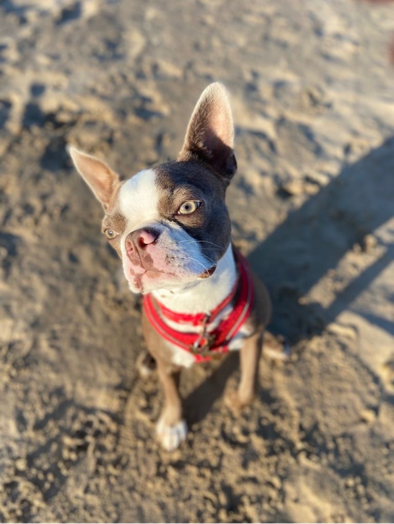Boston Terrier 
