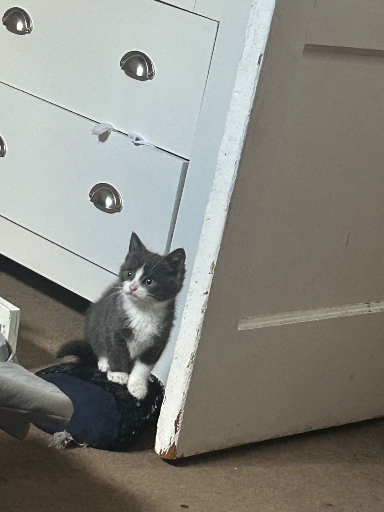 Kitten