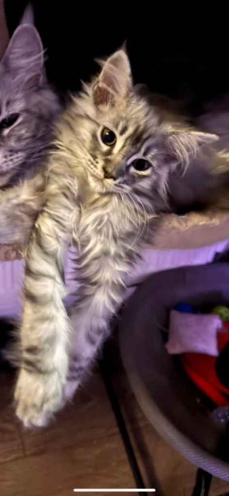 2 female maincoon kittens available 