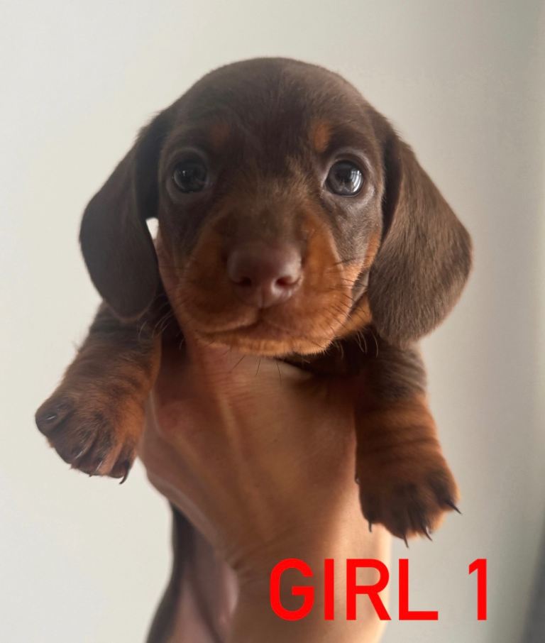 3 beautiful female puppies 