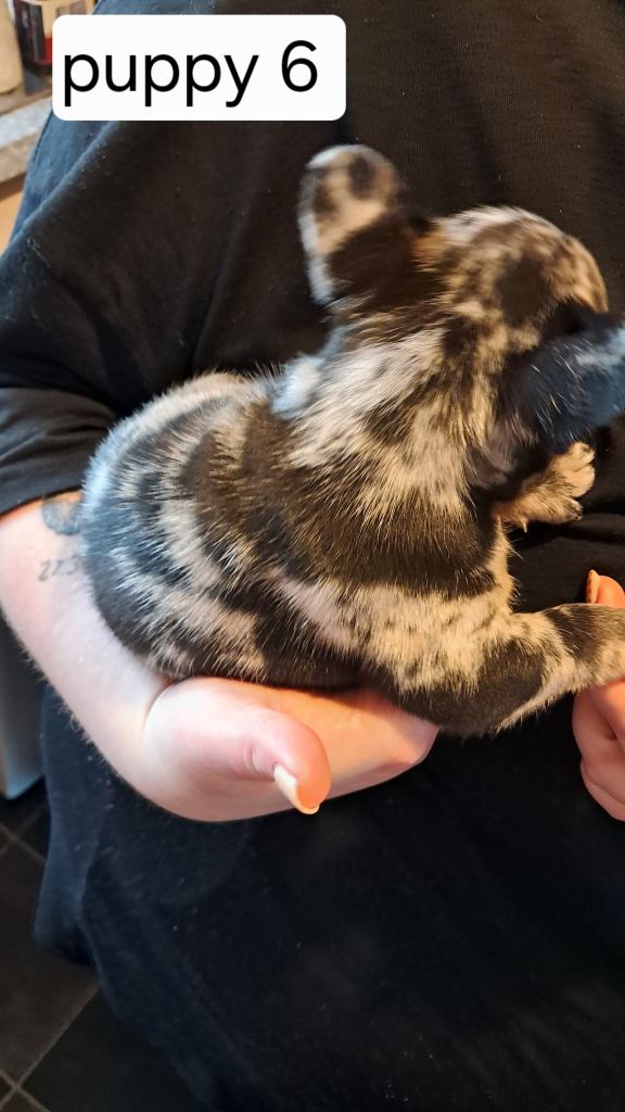 French bulldogs puppies 