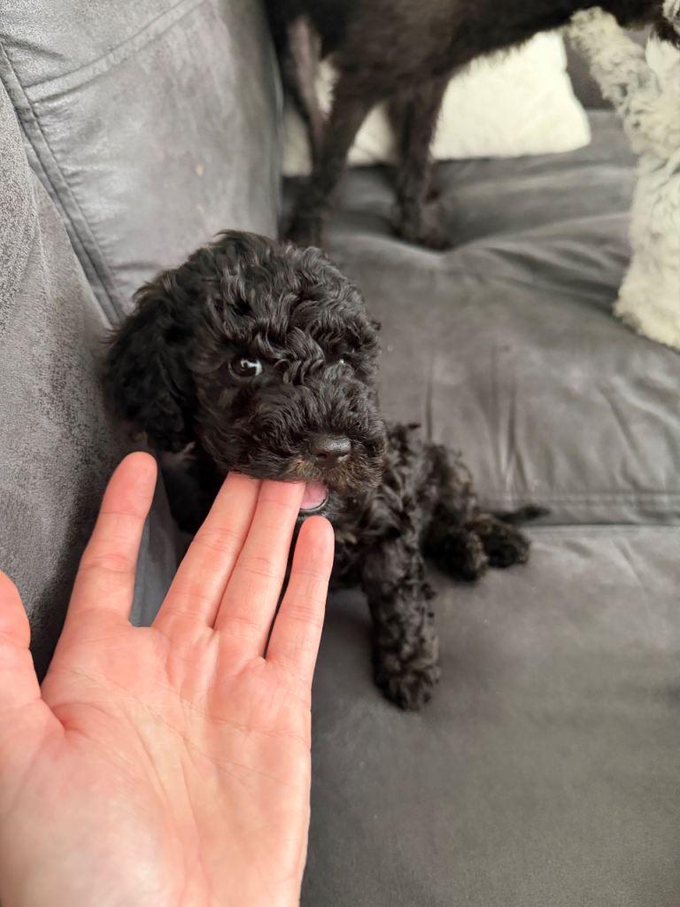 Jackapoo Puppies 